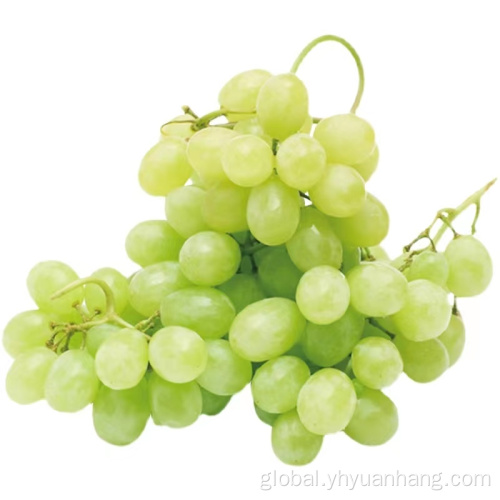 Grapes white grapes for sale Manufactory
